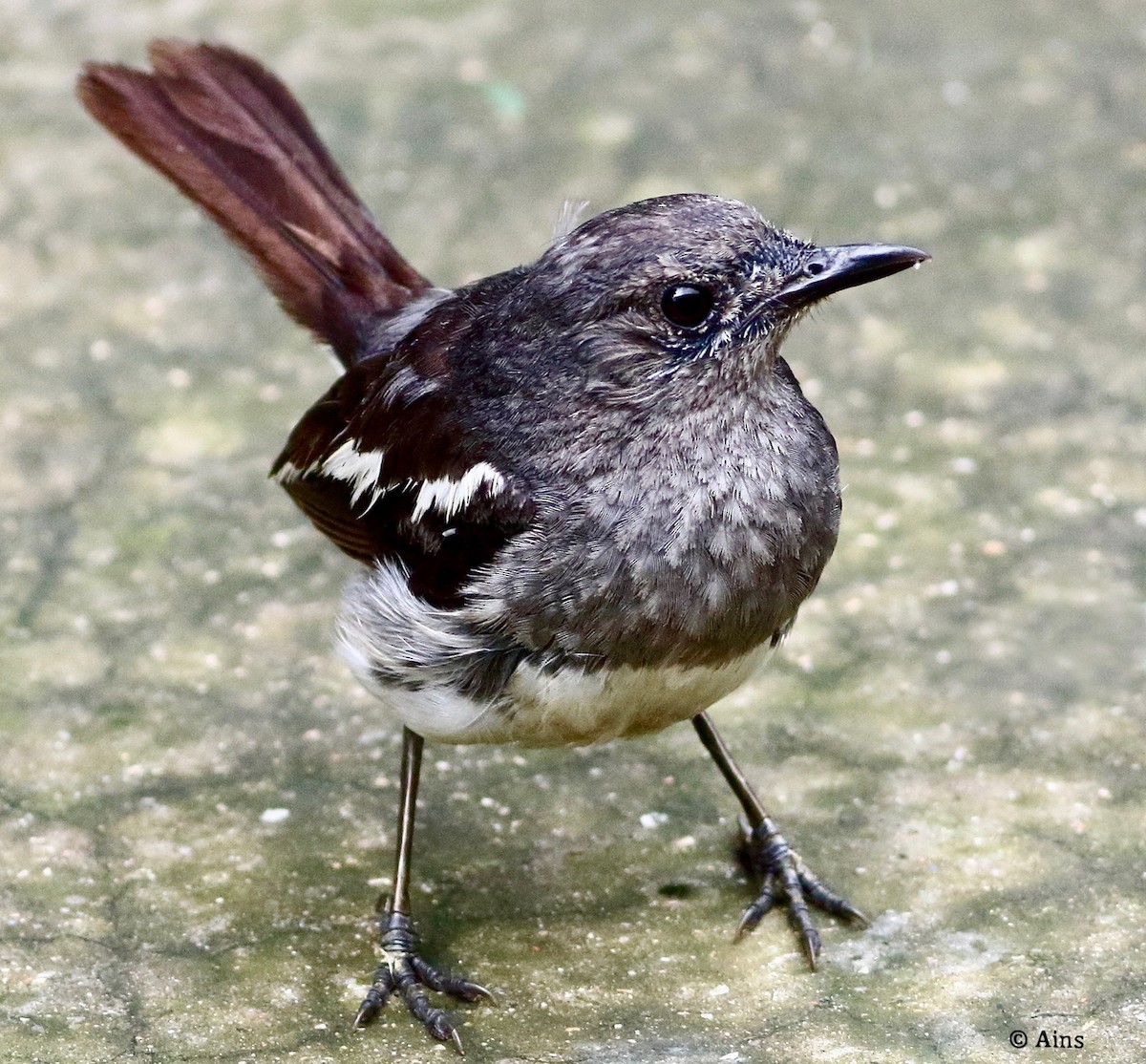 Oriental Magpie-Robin - ML622056253