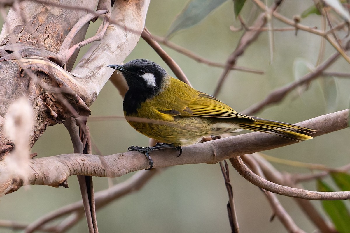 White-eared Honeyeater - ML622056254