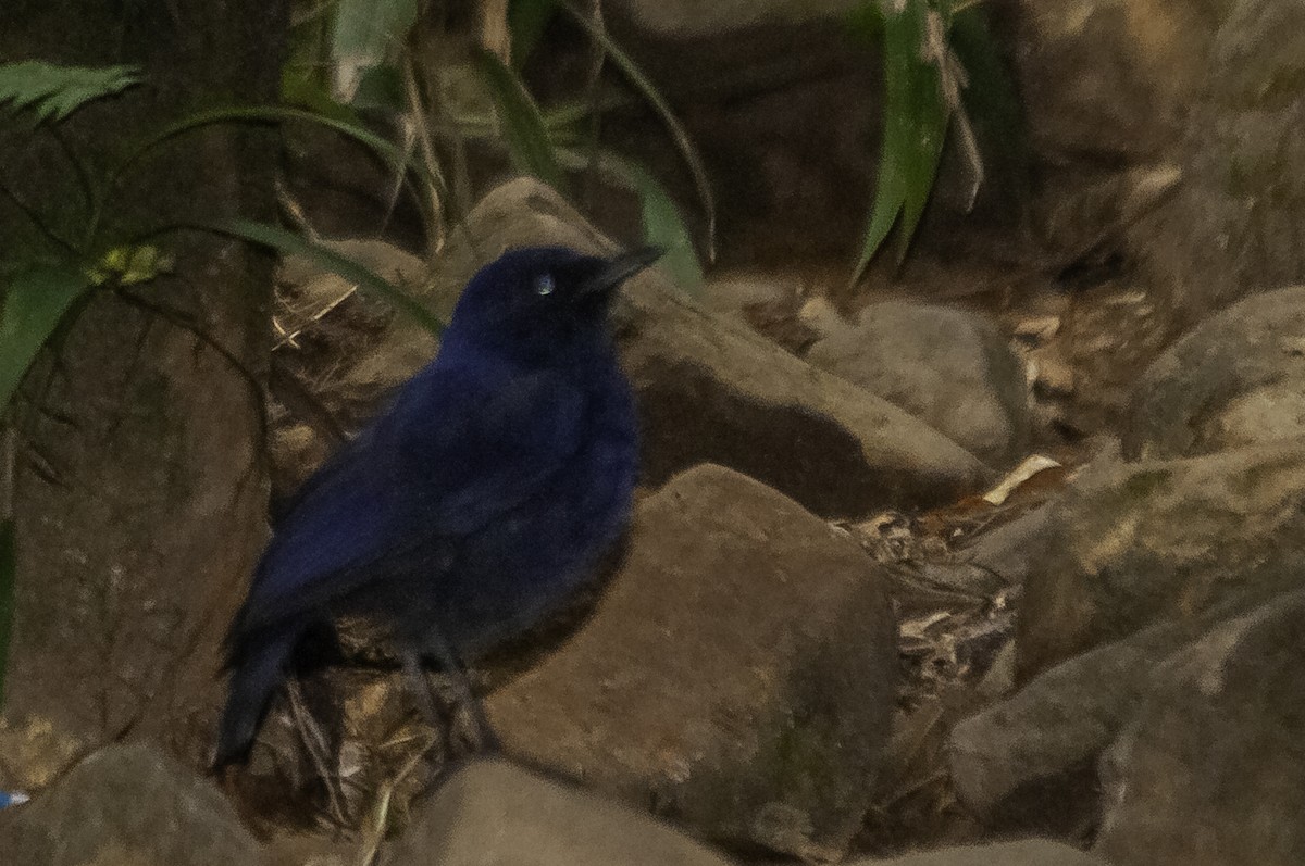 Javan Whistling-Thrush - ML622056256