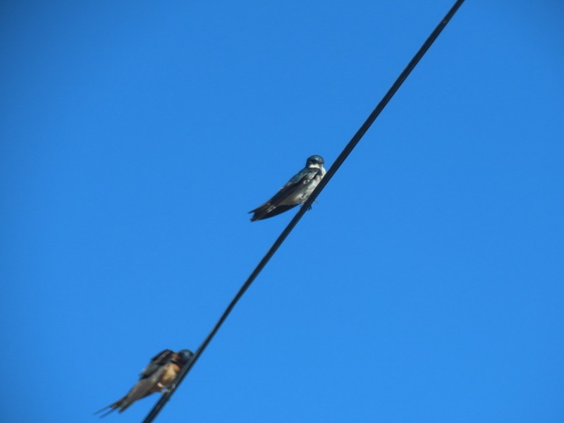 Tree Swallow - suga moriwaki