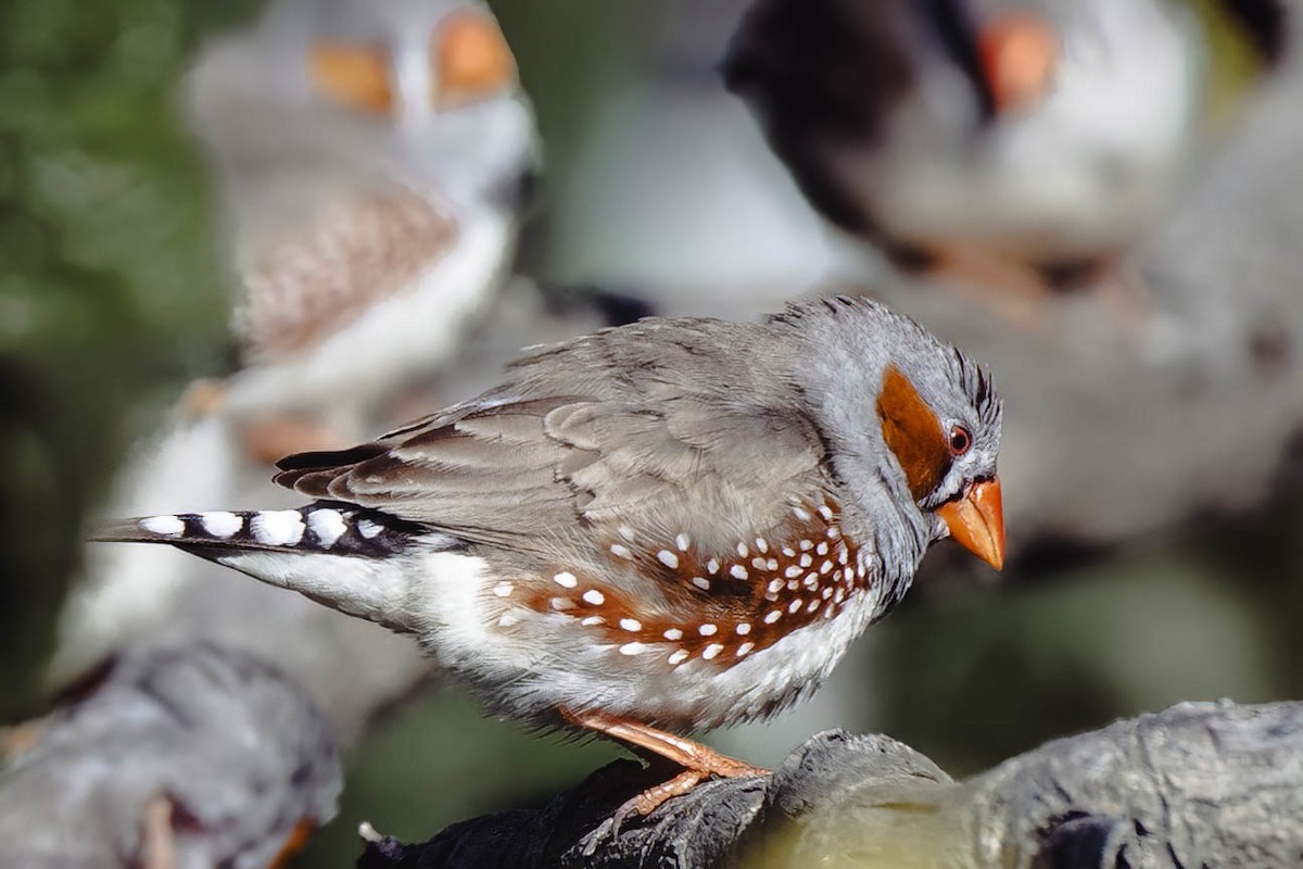 Zebra Finch (Australian) - ML622056259