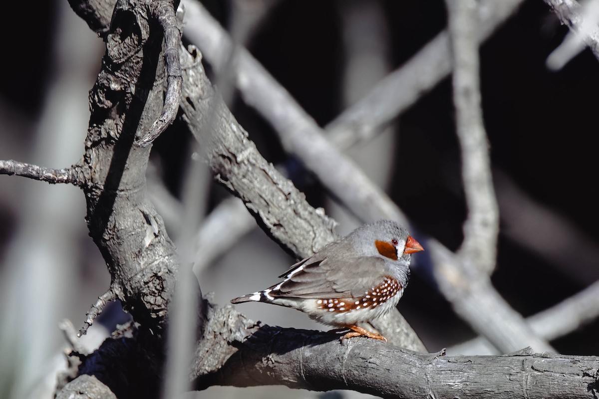 Zebra Finch (Australian) - ML622056260