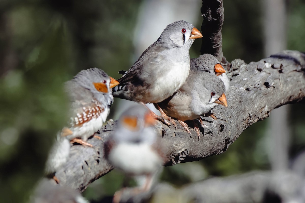 Zebra Finch (Australian) - ML622056261