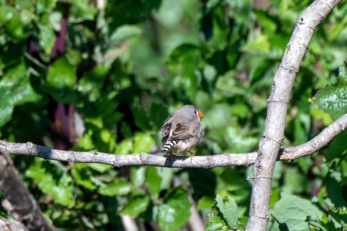 Zebra Finch (Australian) - ML622056264