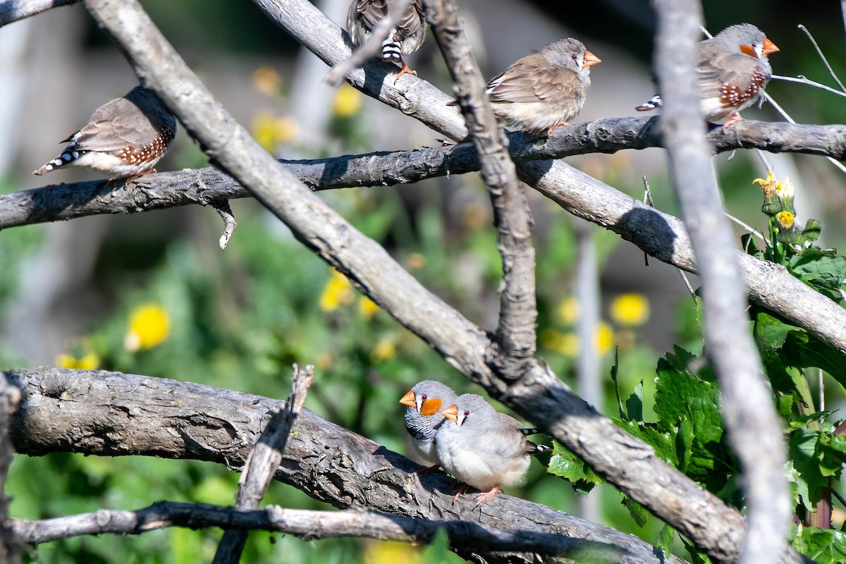 Zebra Finch (Australian) - ML622056265