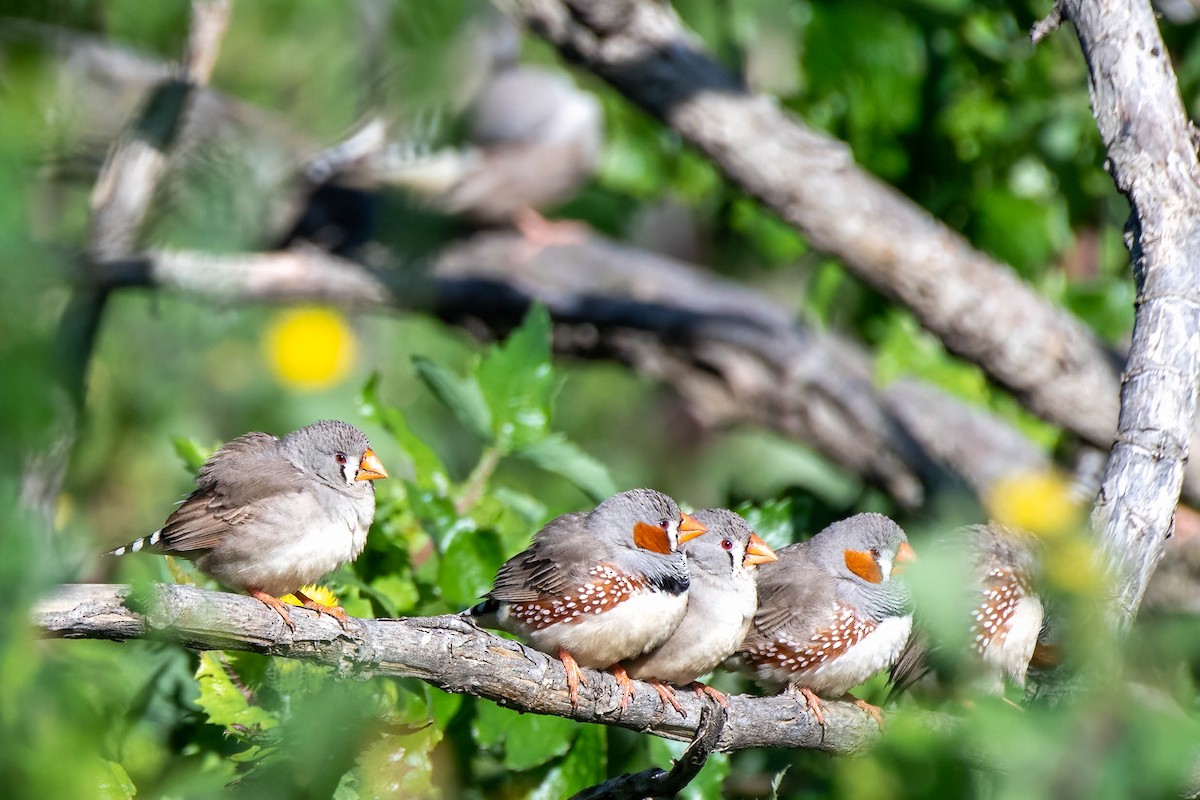 Zebra Finch (Australian) - ML622056266