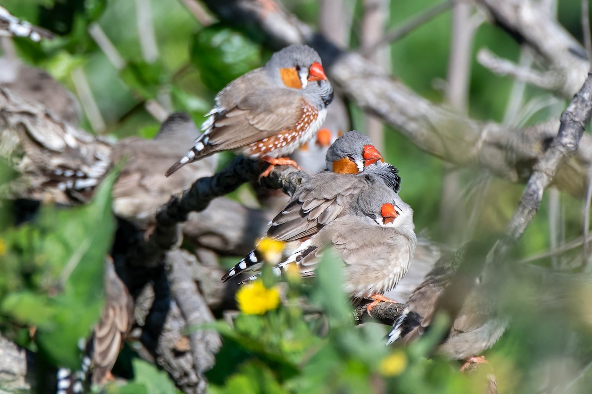 Zebra Finch (Australian) - ML622056267