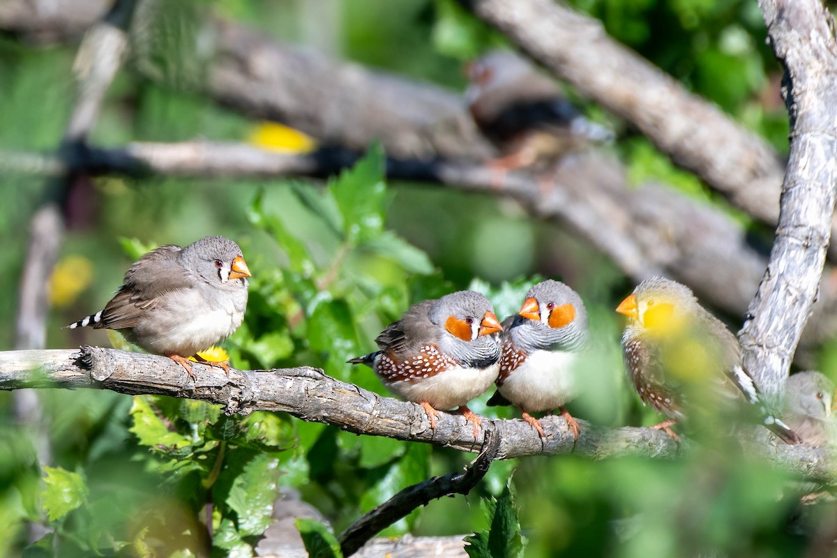 Zebra Finch (Australian) - ML622056268