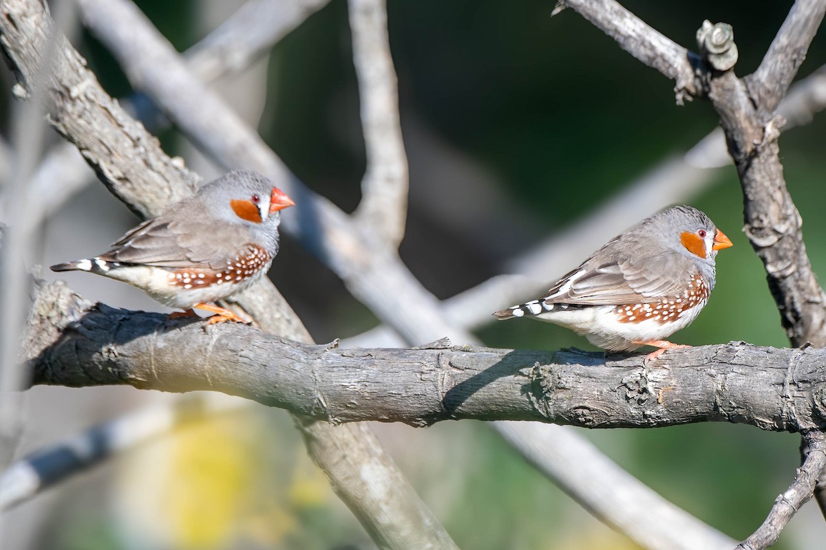 Zebra Finch (Australian) - ML622056269