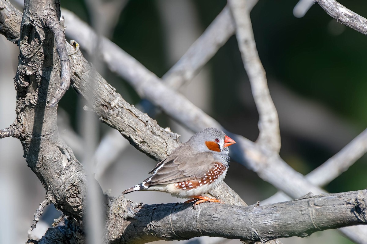 Zebra Finch (Australian) - ML622056270