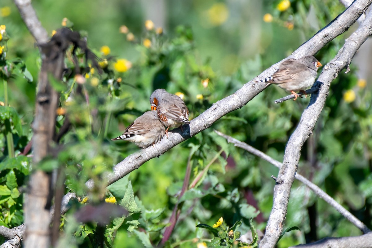 Zebra Finch (Australian) - Gordon Arthur