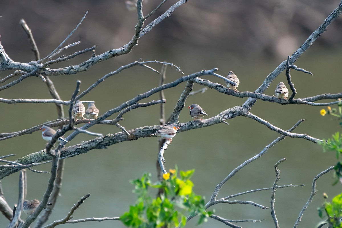 Zebra Finch (Australian) - ML622056272