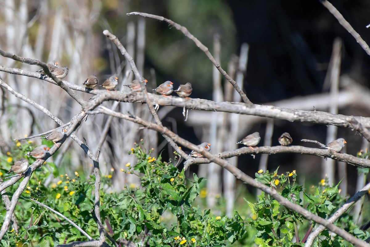 Zebra Finch (Australian) - ML622056273