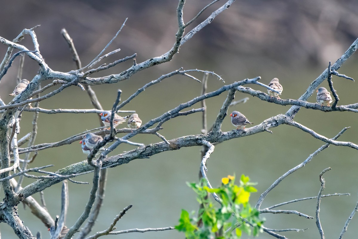 Zebra Finch (Australian) - ML622056274