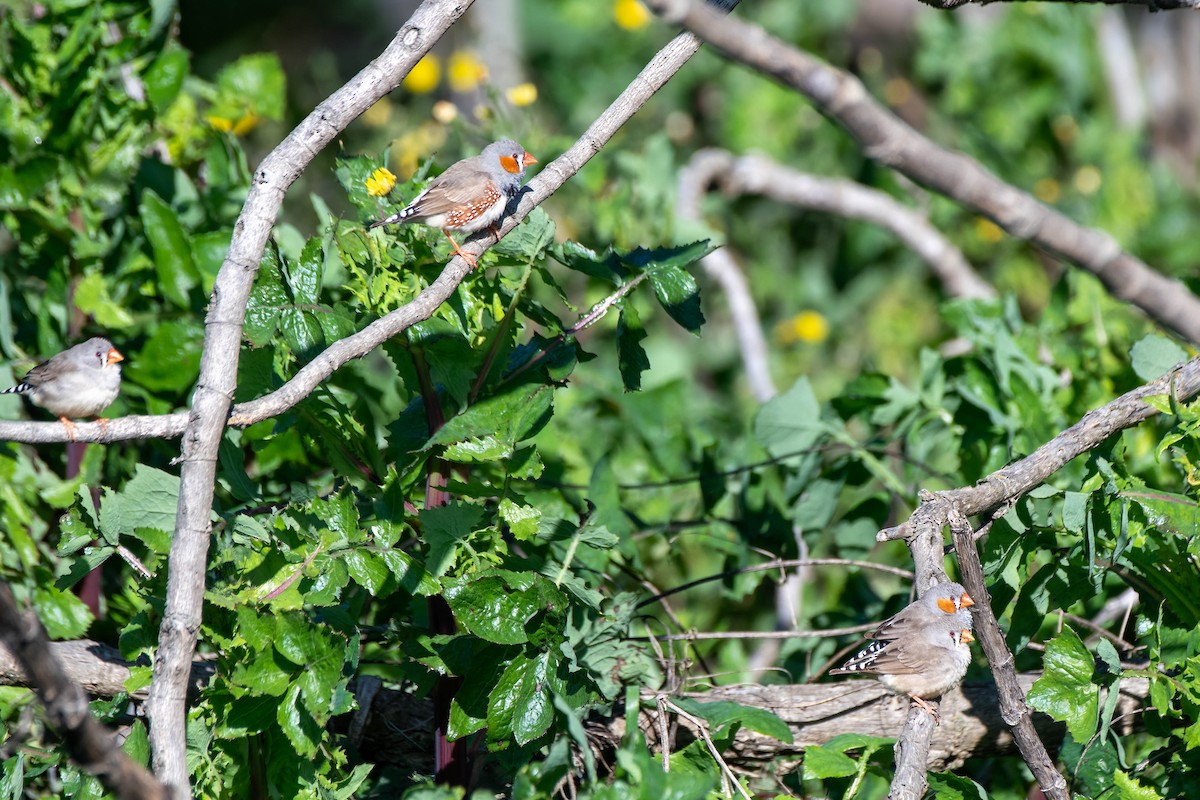 Zebra Finch (Australian) - ML622056275