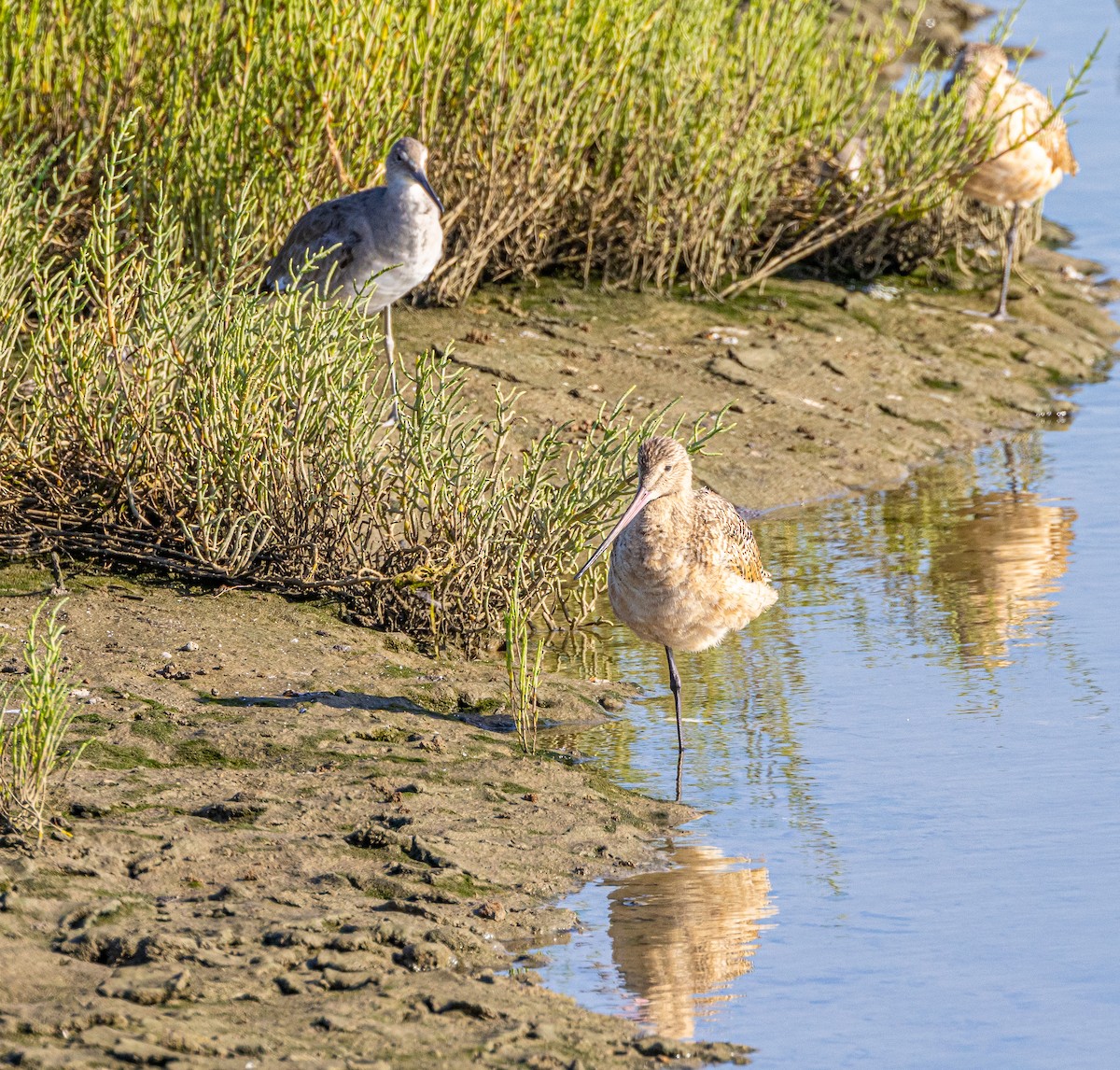 Marbled Godwit - ML622056276