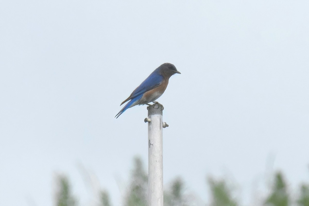 Eastern Bluebird - ML622056277