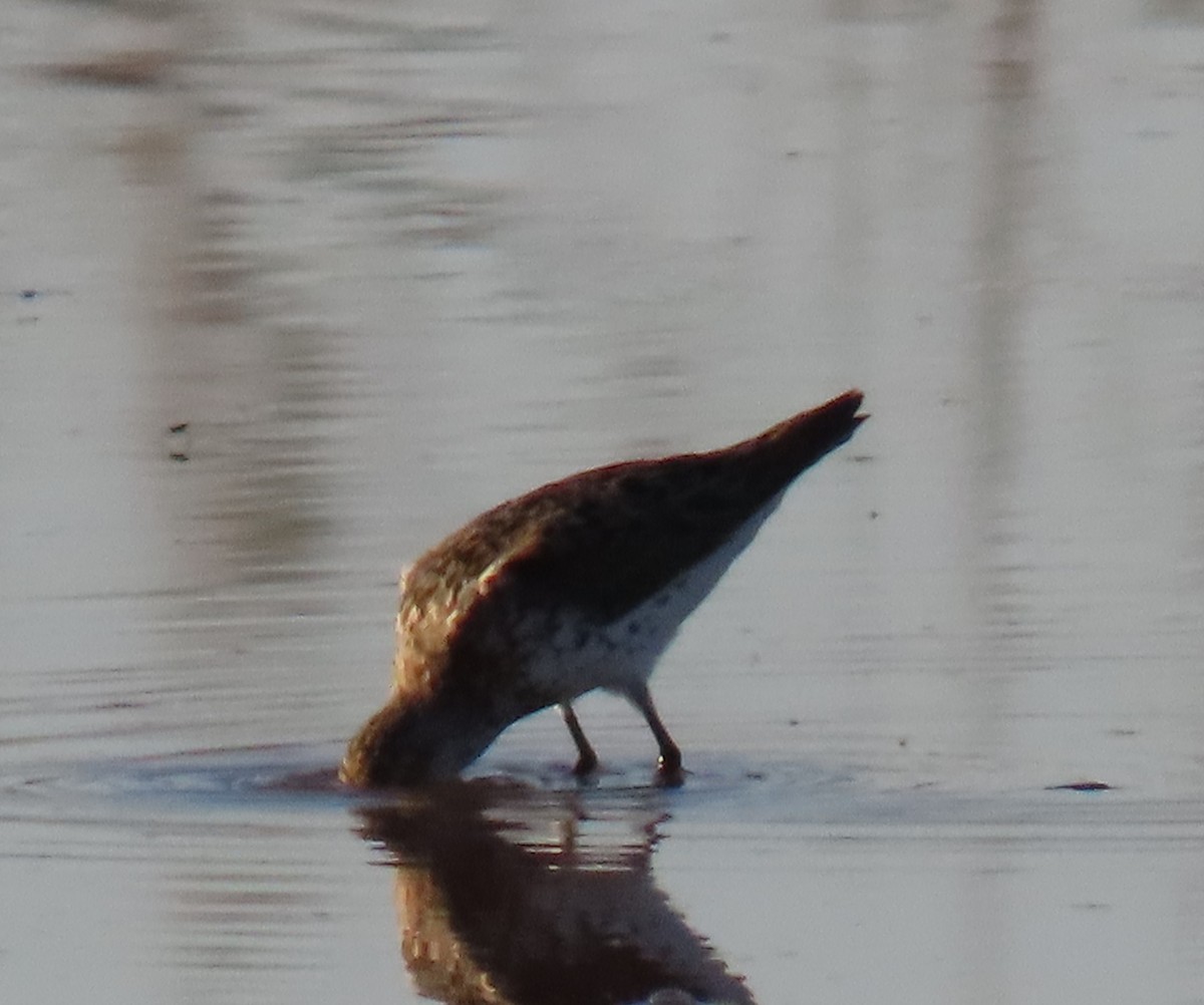 Spotted Sandpiper - ML622056280