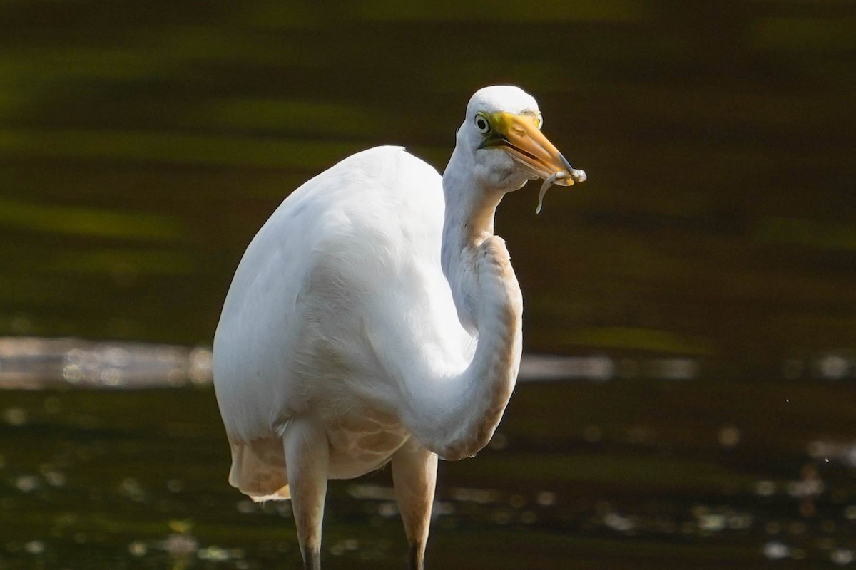 Great Egret - Tom Lubeck