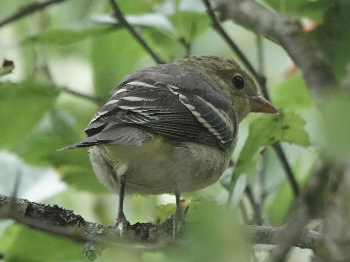 Western Tanager - ML622056284