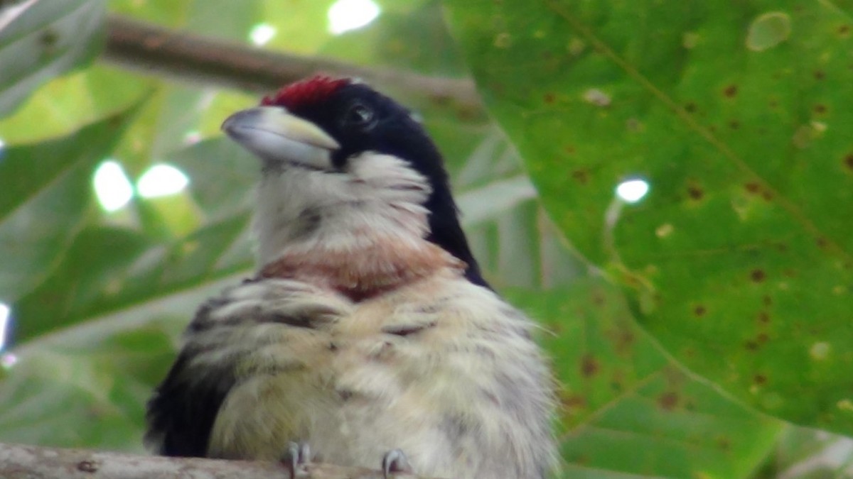 White-mantled Barbet - ML622056287