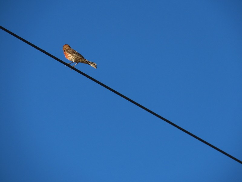 House Finch - ML622056288