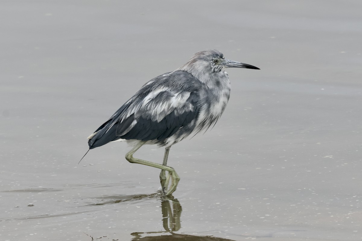 Little Blue Heron - ML622056289