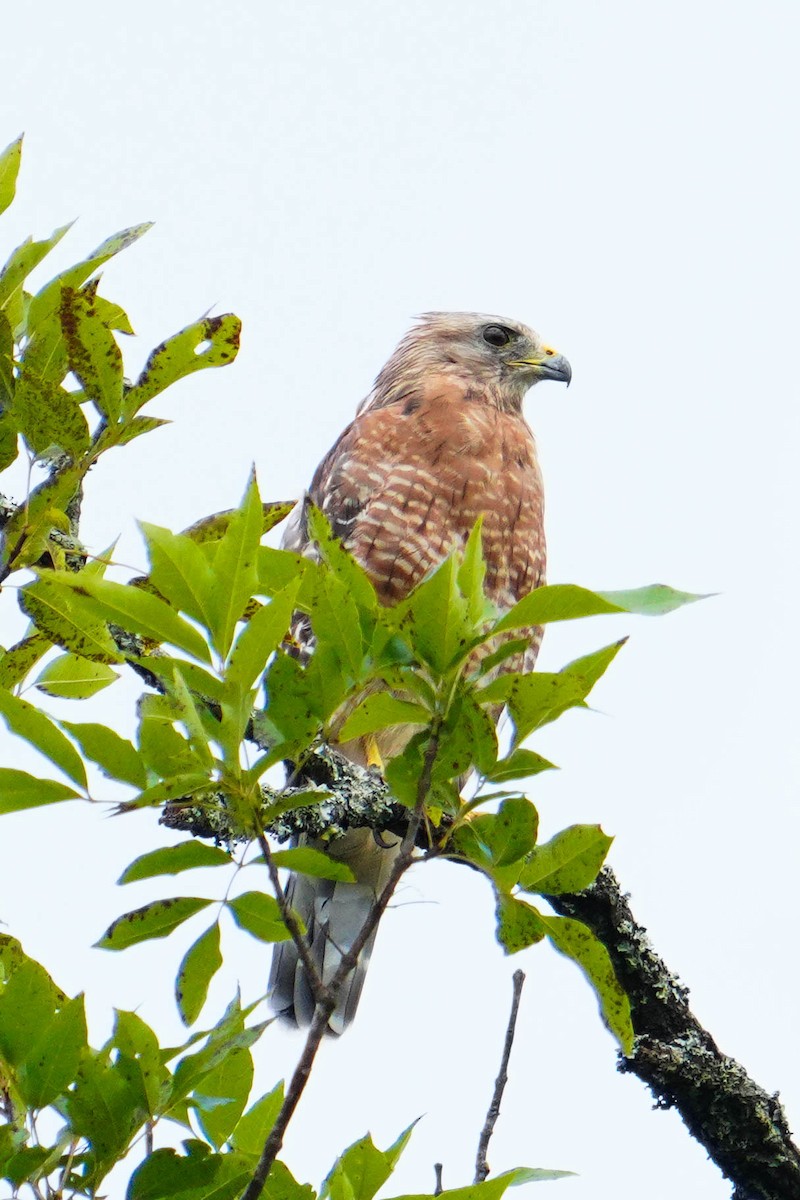 Red-shouldered Hawk - ML622056292