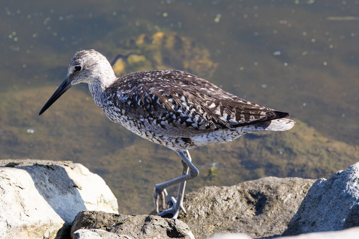 Willet - ML622056296