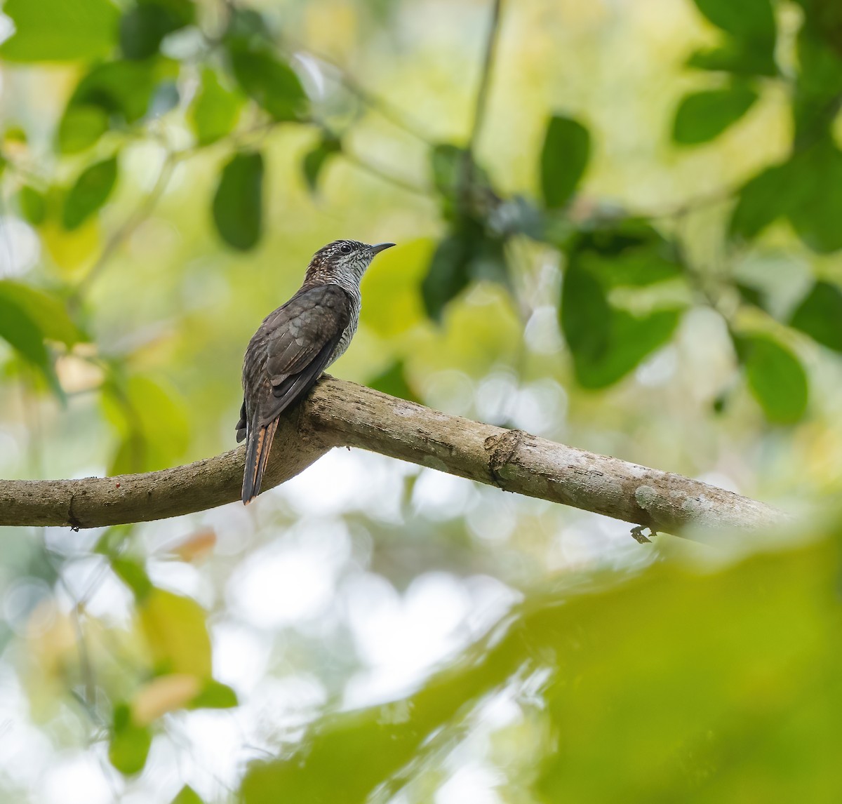 Banded Bay Cuckoo - ML622056298