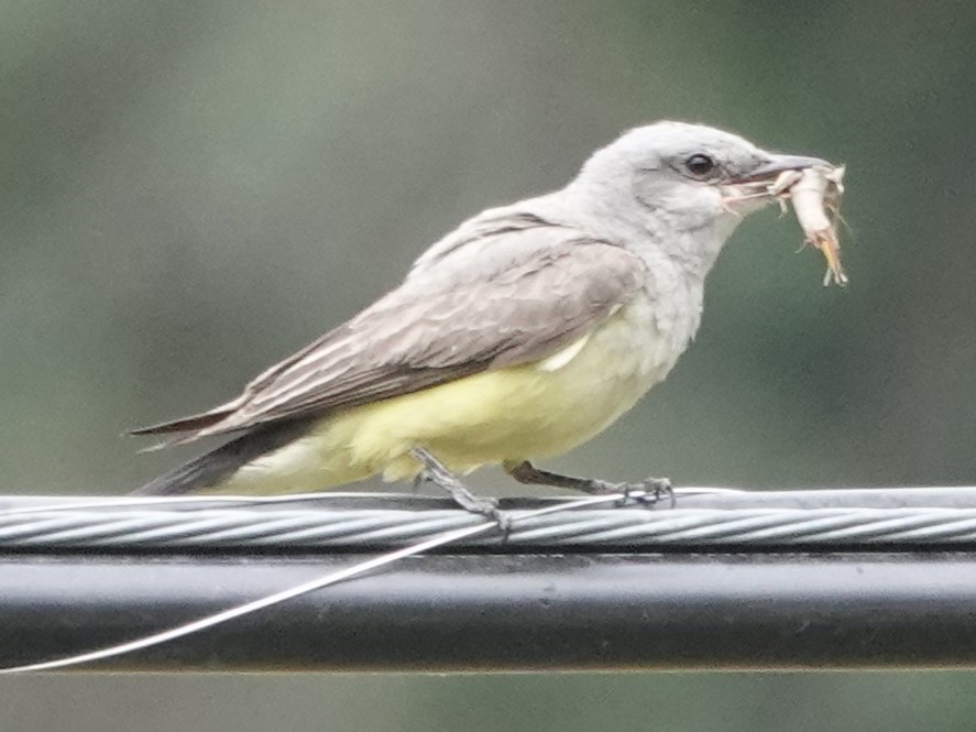 Western Kingbird - ML622056299