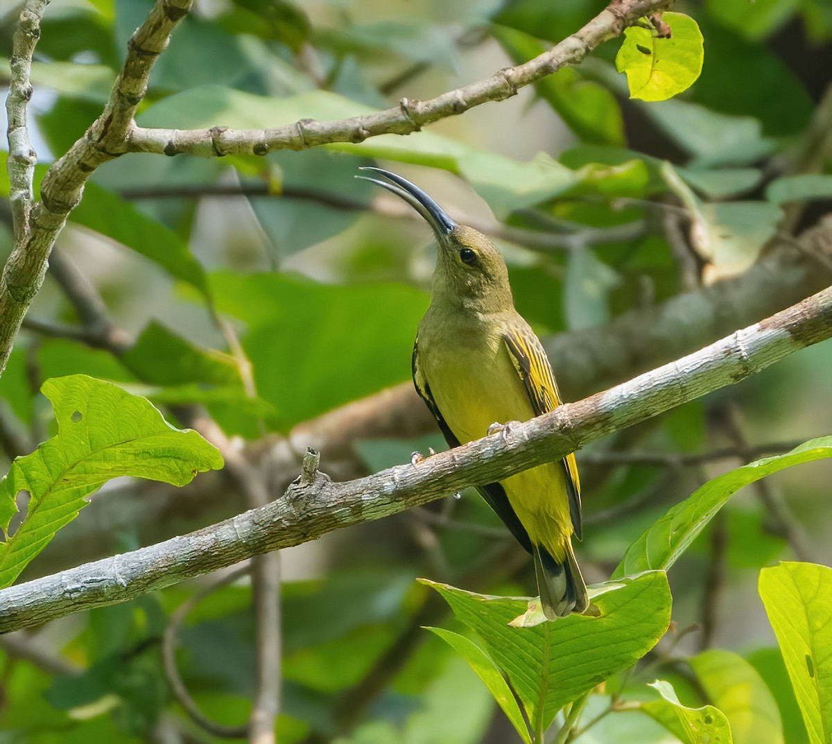 Thick-billed Spiderhunter - ML622056300