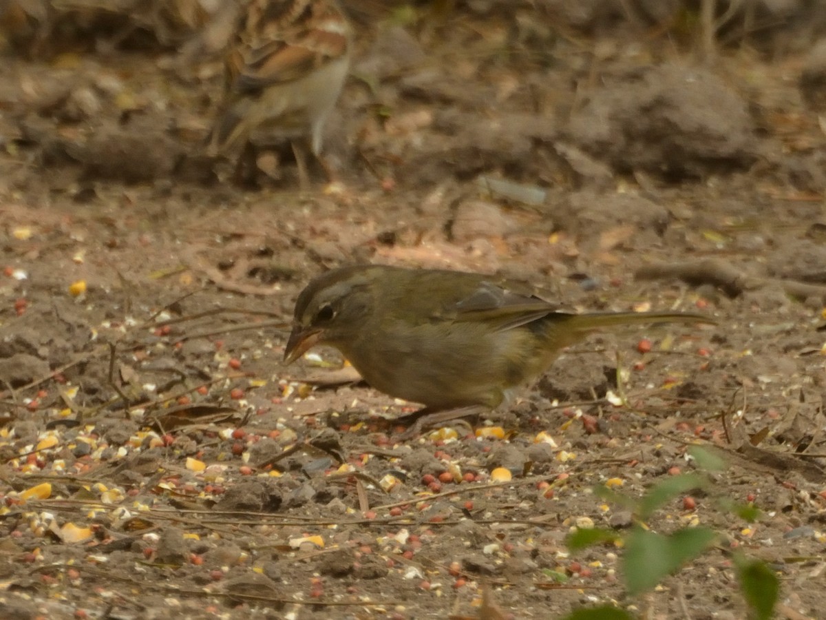 Olive Sparrow - ML622056302