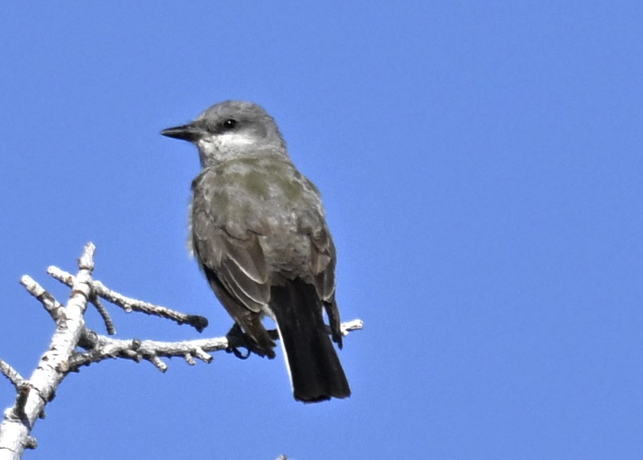 Western Kingbird - ML622056303