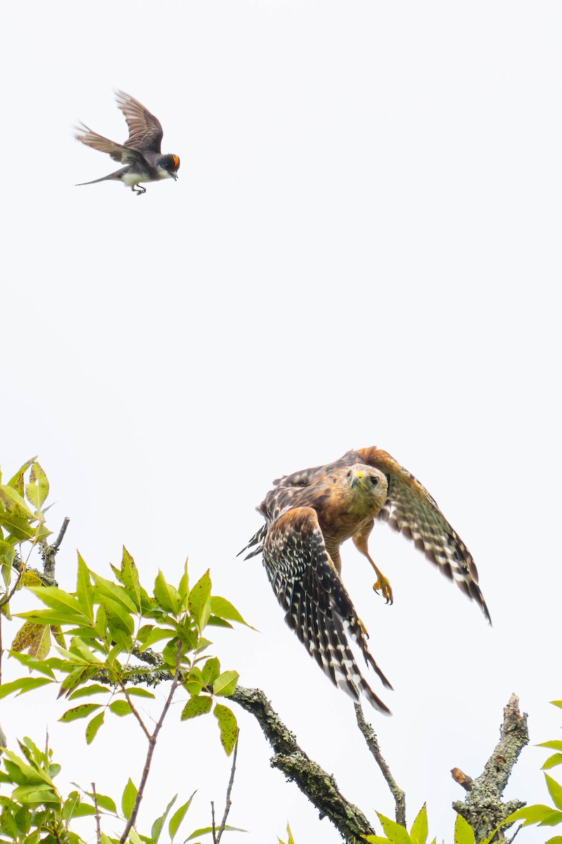 Red-shouldered Hawk - ML622056304