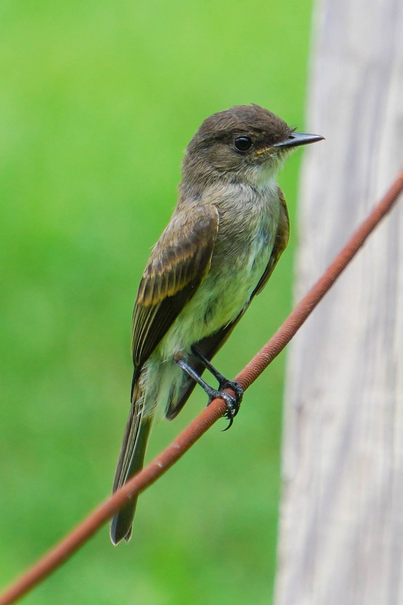 Eastern Phoebe - Tom Lubeck