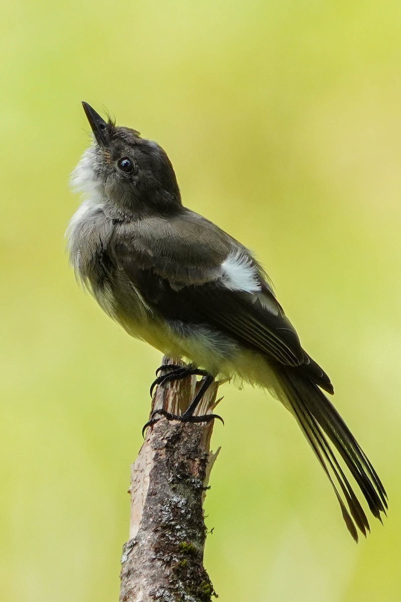 Eastern Phoebe - ML622056309