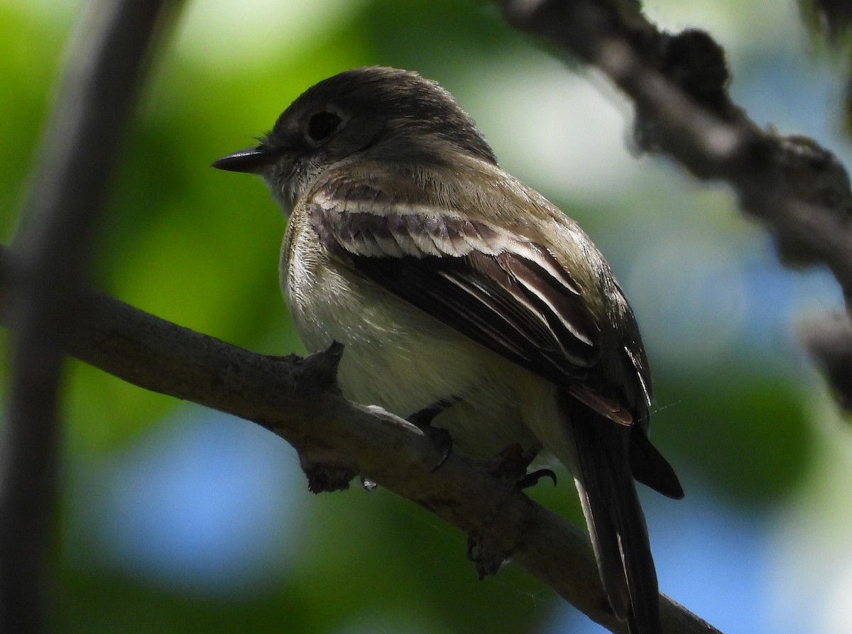 Least Flycatcher - ML622056310