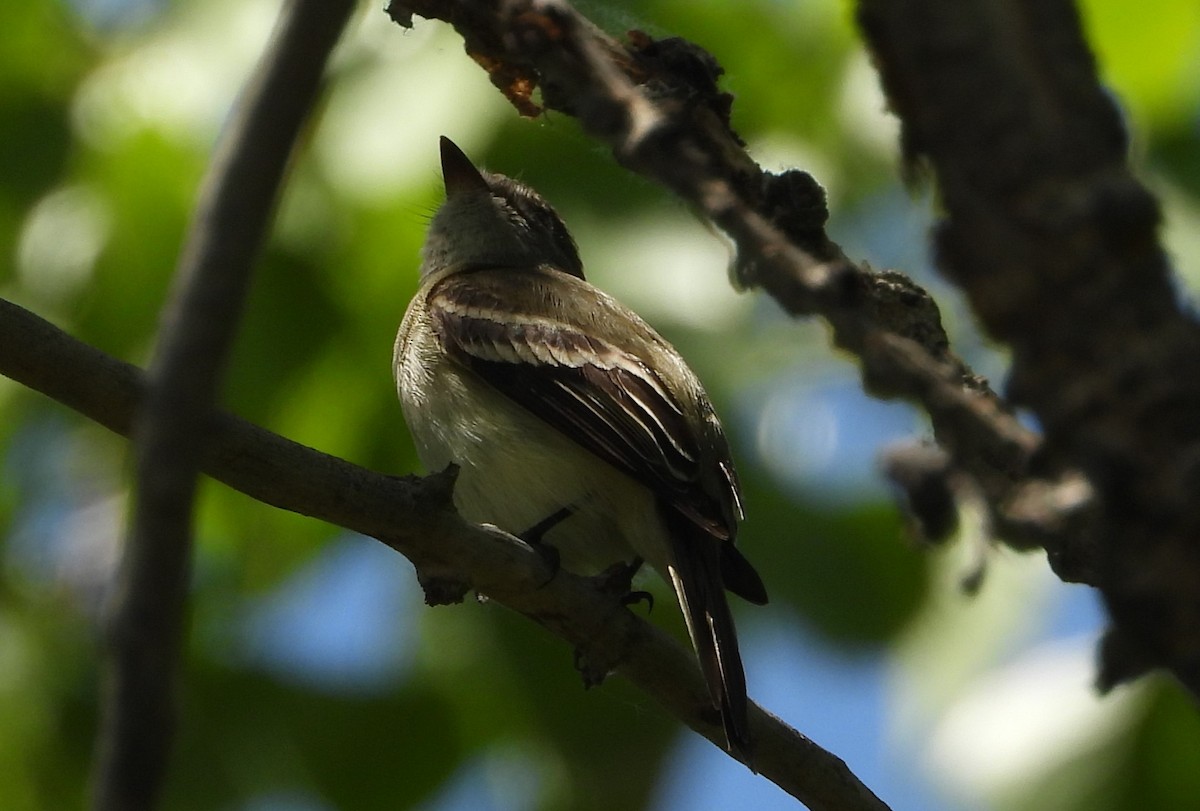 Moucherolle tchébec - ML622056311