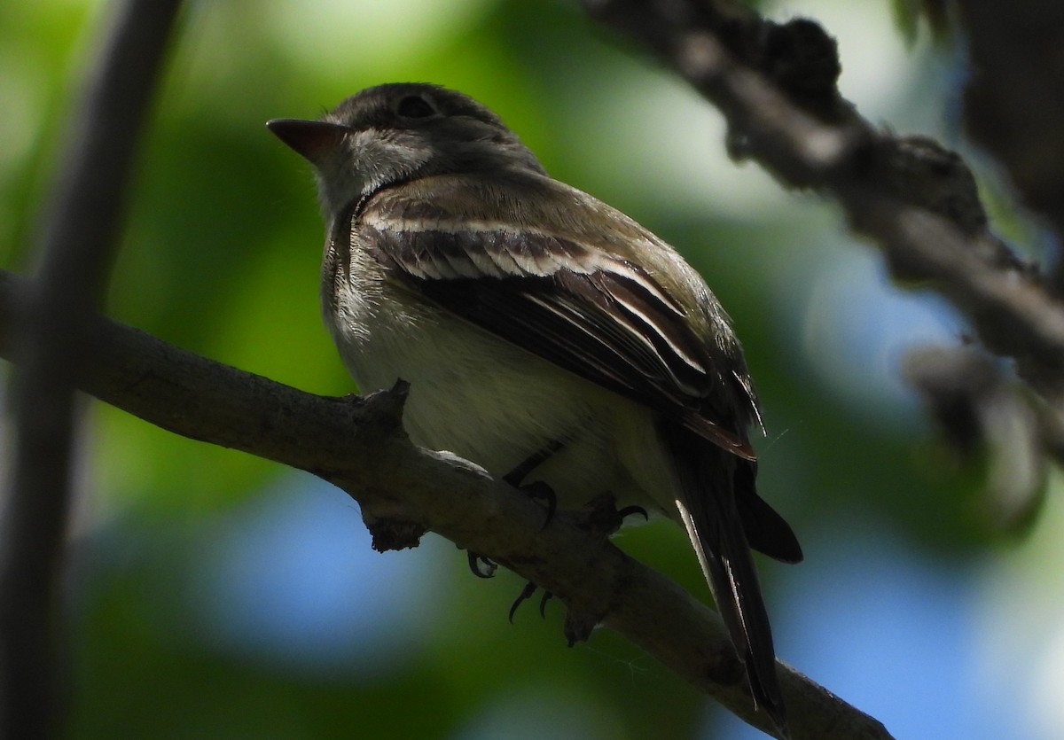 Moucherolle tchébec - ML622056312