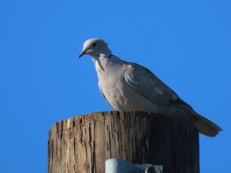 Eurasian Collared-Dove - ML622056313