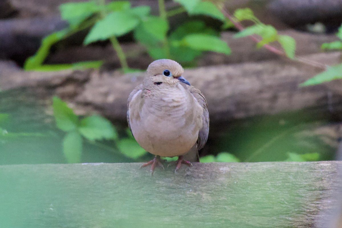 Mourning Dove - ML622056314