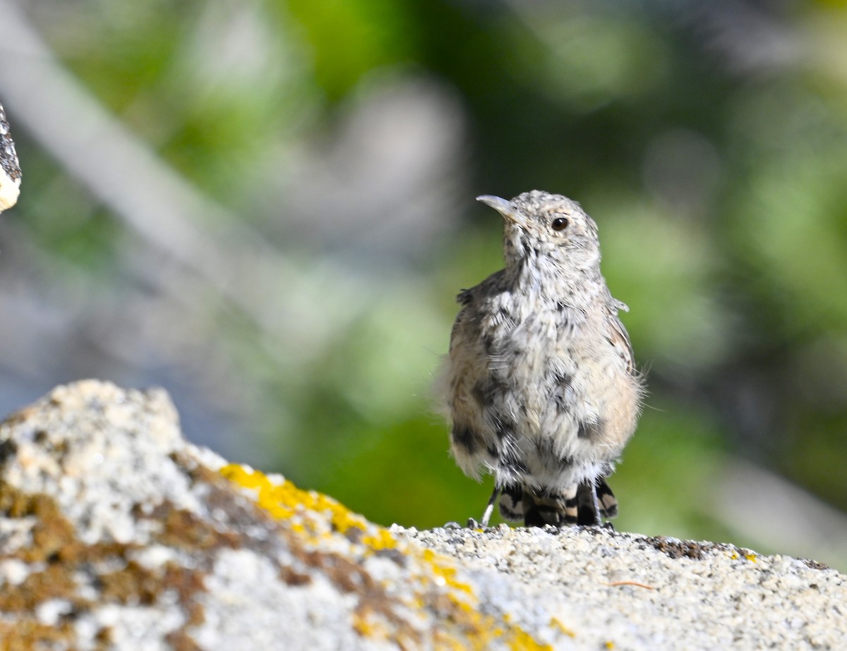 Troglodyte des rochers - ML622056315