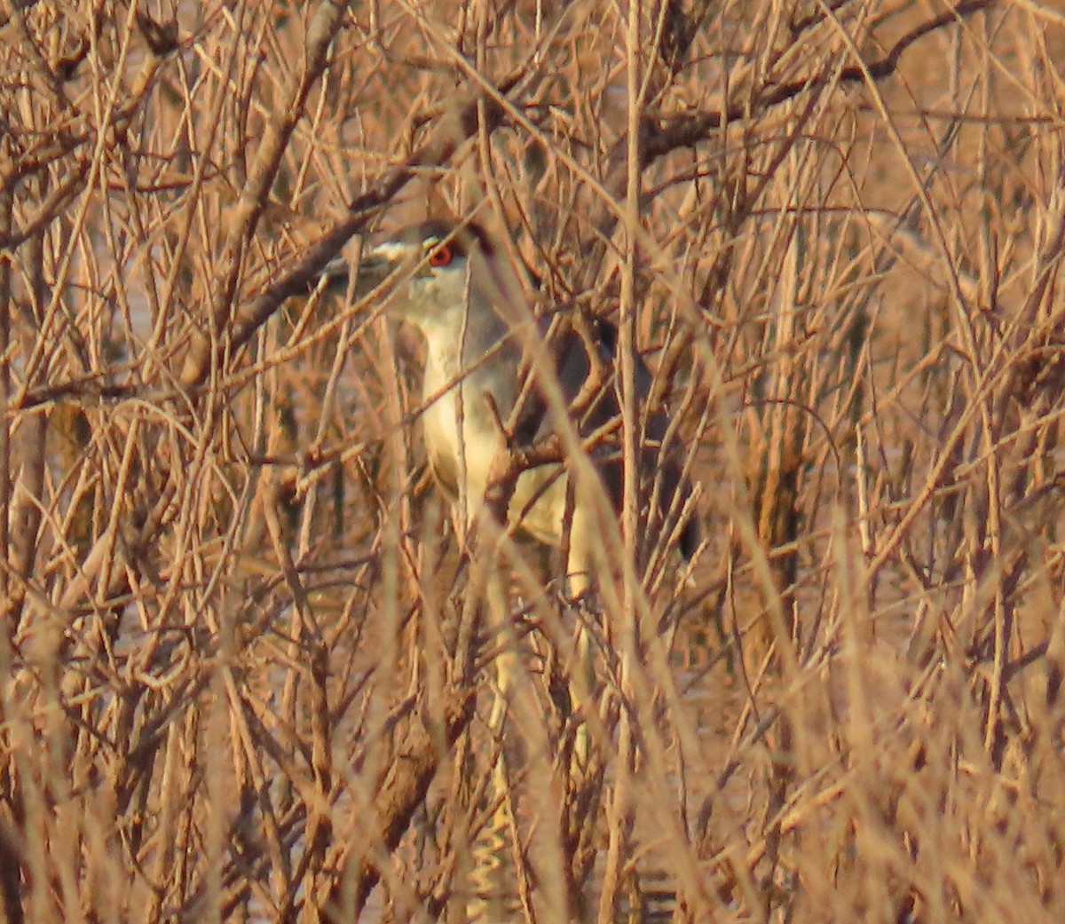 Black-crowned Night Heron - ML622056317