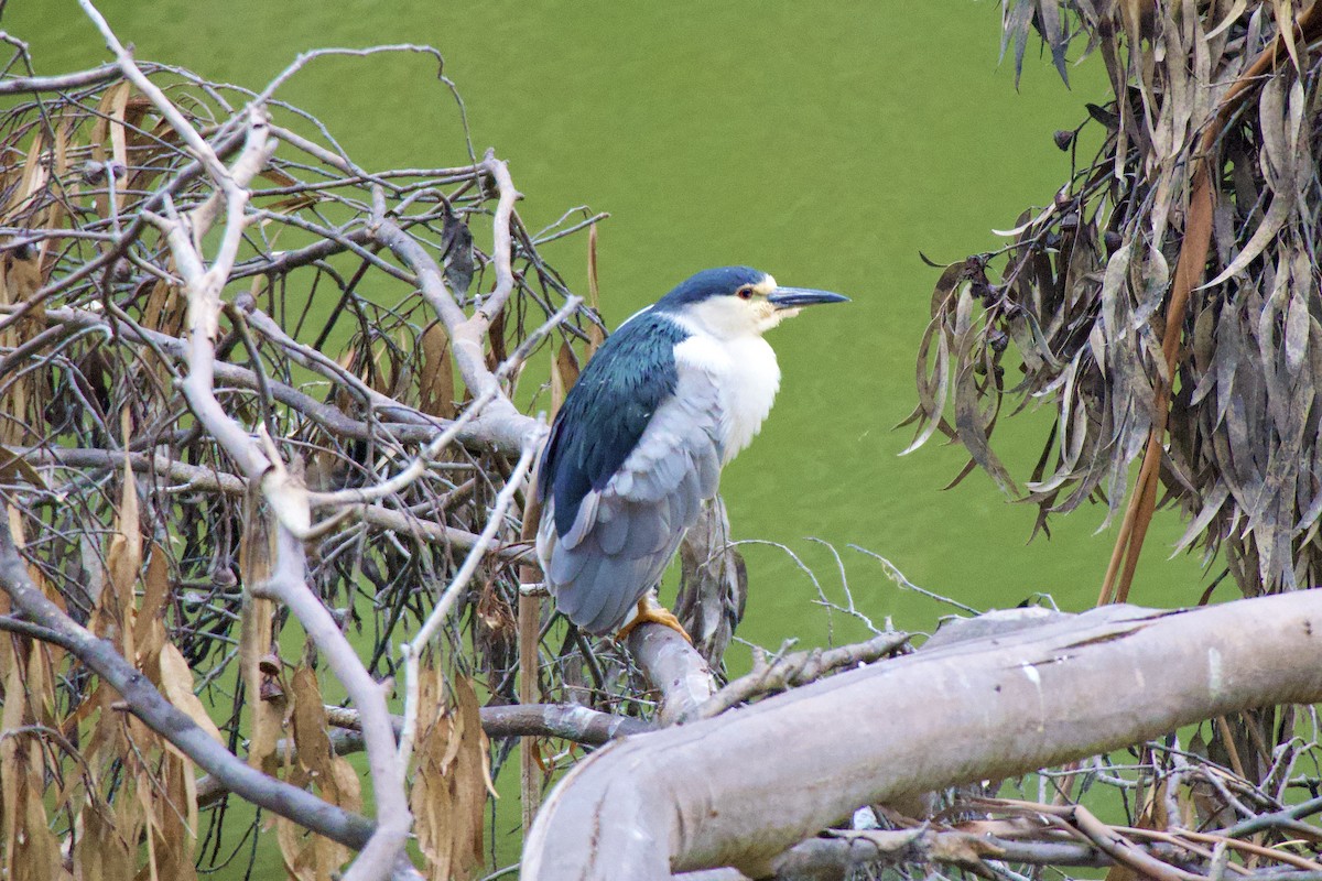 Black-crowned Night Heron - Jay Paroline