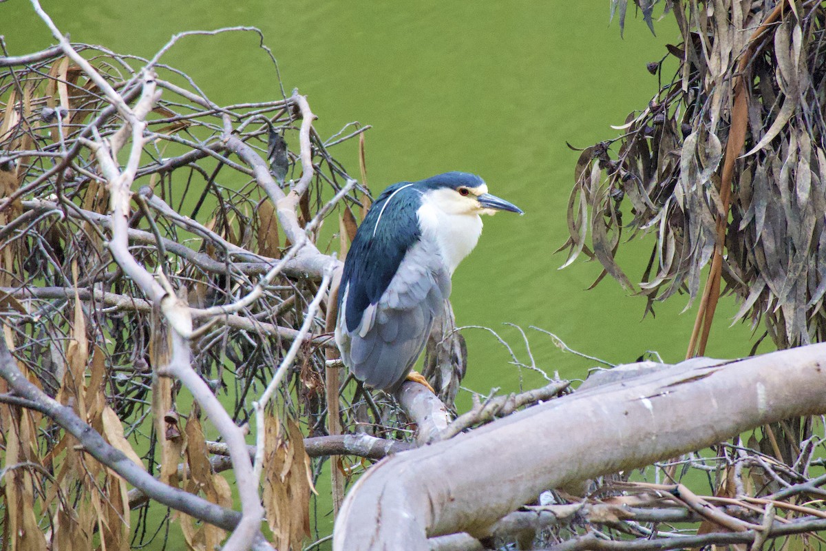 Black-crowned Night Heron - ML622056319