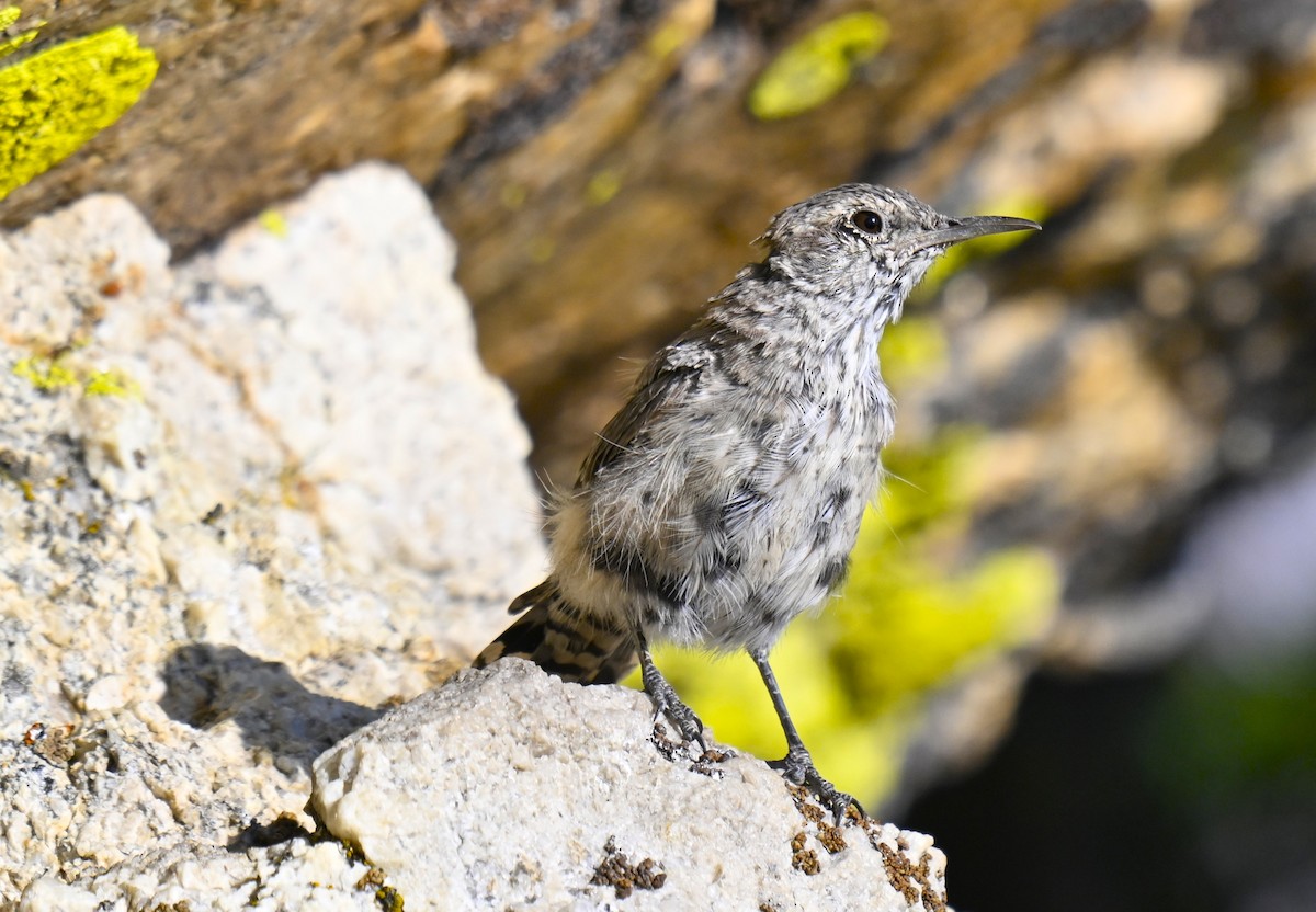 Rock Wren - ML622056320