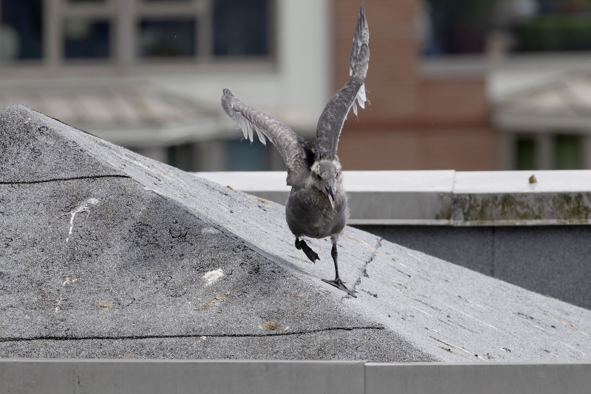 Western x Glaucous-winged Gull (hybrid) - ML622056321