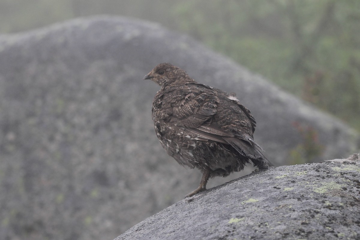 Sooty Grouse - ML622056322