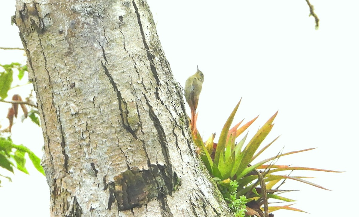 Olivaceous Woodcreeper - ML622056323